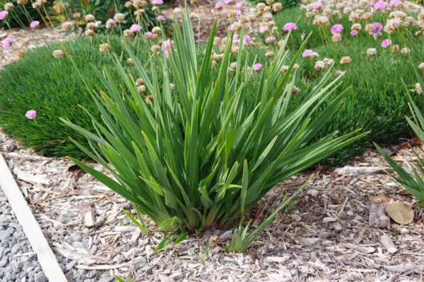 Dianella 'Little Rev' PVR