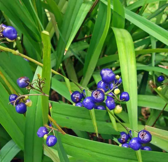 Dianella nigra