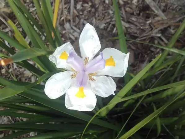 Dietes grandiflora