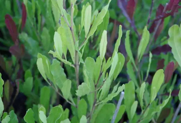 Dodonaea viscosa