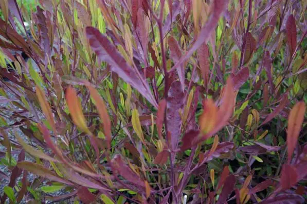 Dodonaea viscosa 'Purpurea'