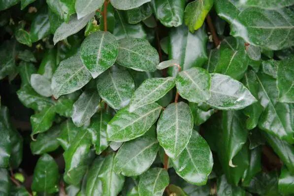 Elaeagnus x ebbingei