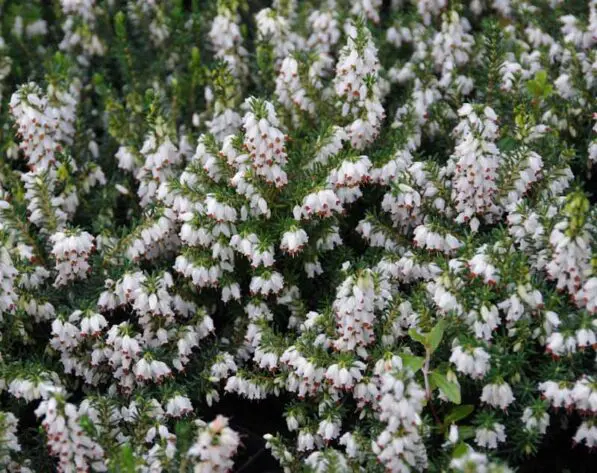 Erica erigena 'WT Rackliff'