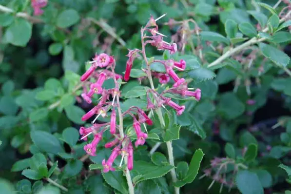 Escallonia 'Red Knight'