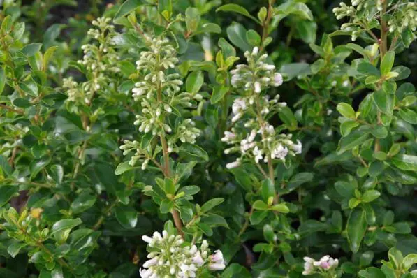 Escallonia 'White Knight'