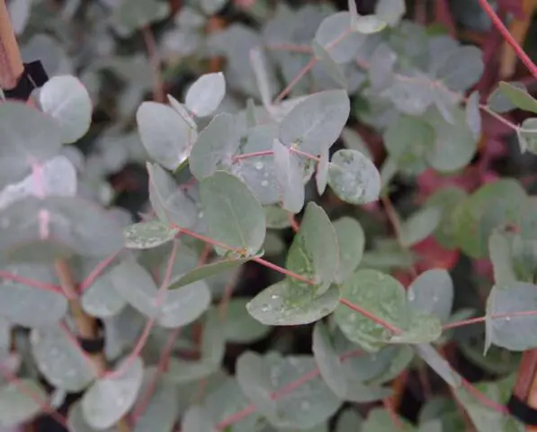 Eucalyptus gunnii