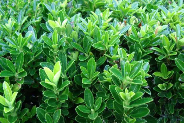 Euonymus 'Emerald Gem'