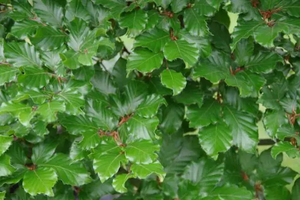 Fagus sylvatica