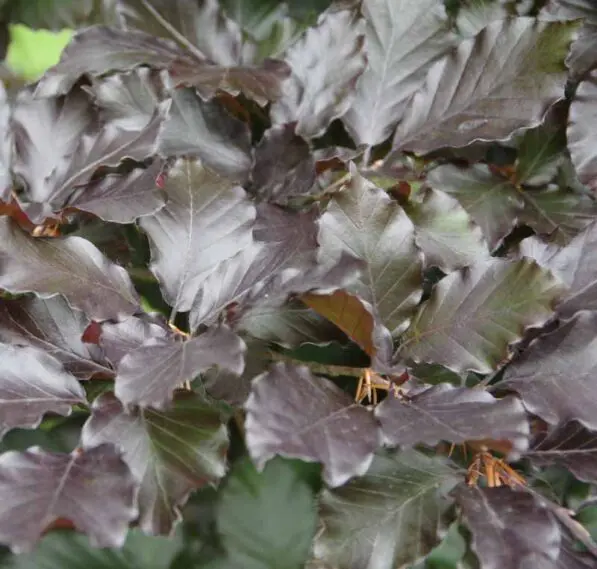 Fagus sylvatica 'Purpurea'