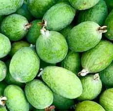 Feijoa 'Apollo'