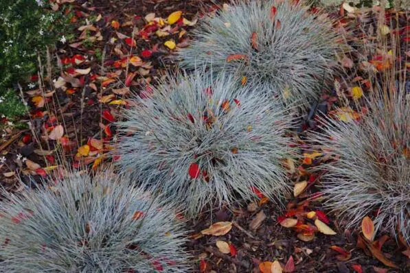 Festuca actae