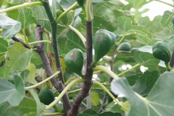 Fig 'Brown Turkey'