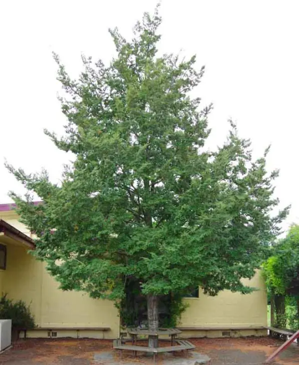 Fuscospora solandri