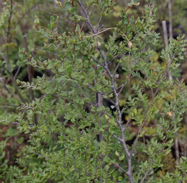 Fuscospora cliffortioides