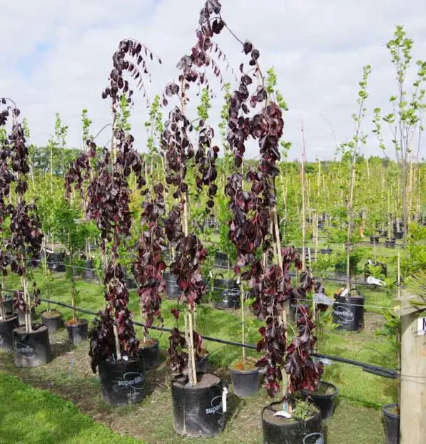 Fagus 'Purple Fountain'