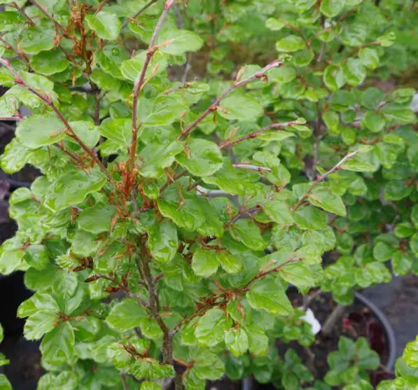 Fagus sylvatica 'Cockleshell'
