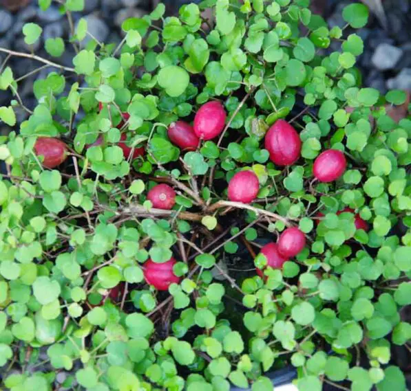 Fuchsia procumbens