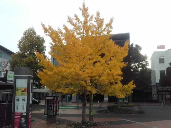 Ginkgo 'Autumn Gold'
