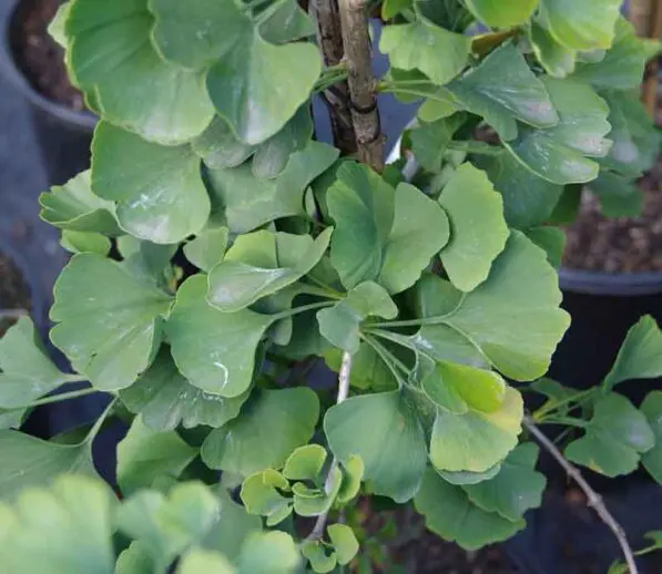 Ginkgo 'Jade Butterfly'