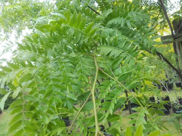 Gleditsia 'Skyline'