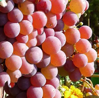 Grape 'Candice Seedless'