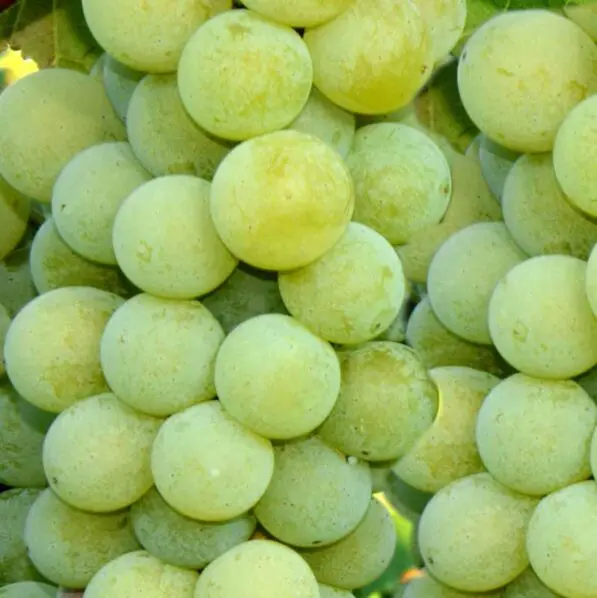 Grape 'Niagara'