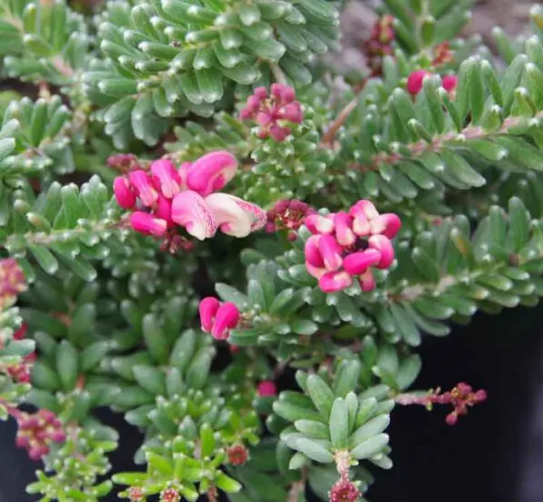 Grevillea 'Mt Tamboritha