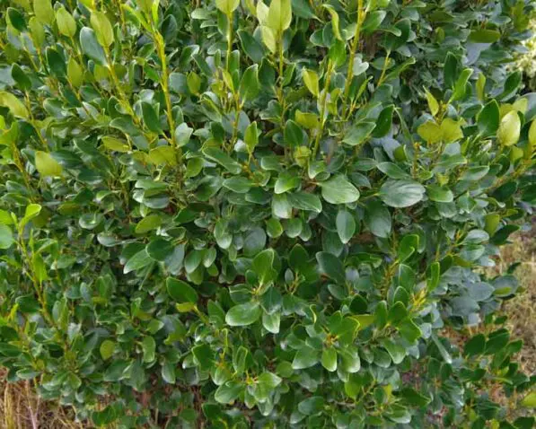 Griselinia 'Ardmore Emerald'
