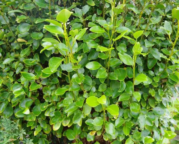 Griselinia 'Broadway Mint'