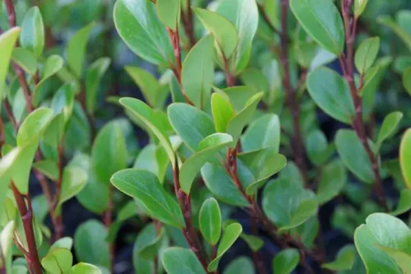 Griselinia 'Canterbury'