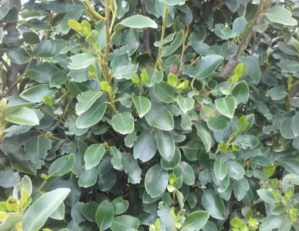 Griselinia littoralis