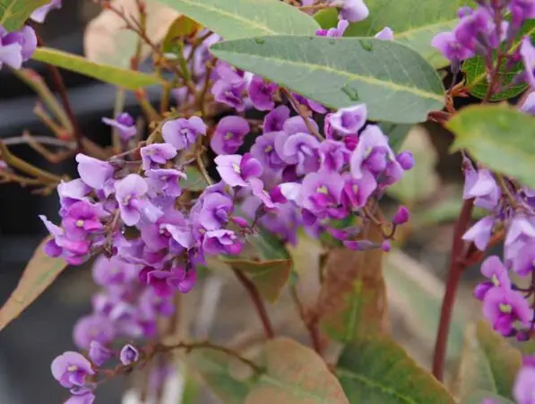 Hardenbergia violacea 'Happy Wanderer'
