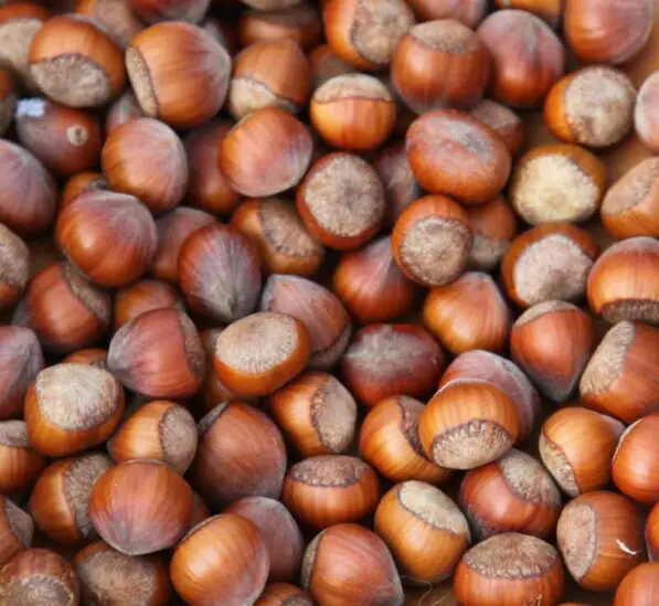 Hazelnut 'Whiteheart'