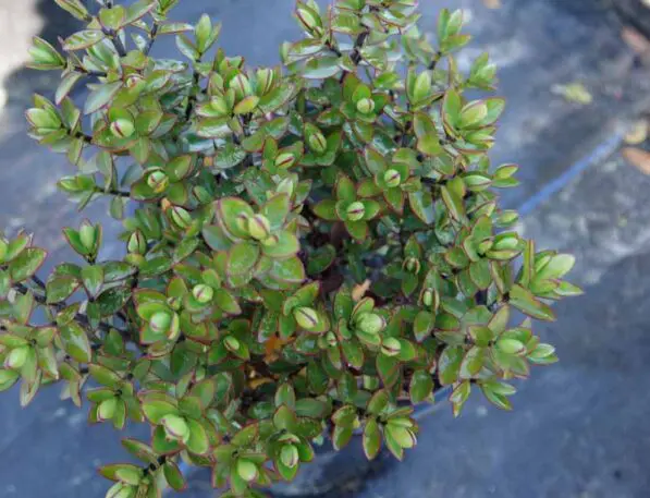 Hebe decumbens