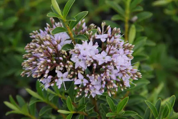 Hebe diosmifolia 'Mauve'