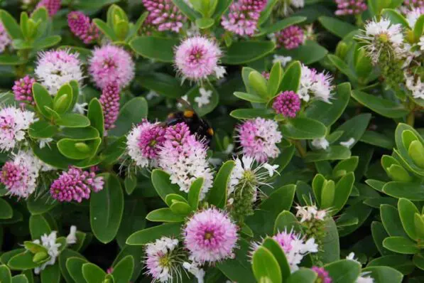 Hebe 'Oratia Beauty'