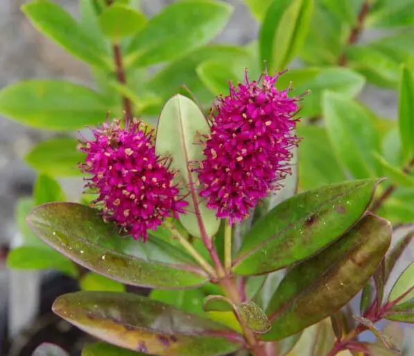 Hebe speciosa