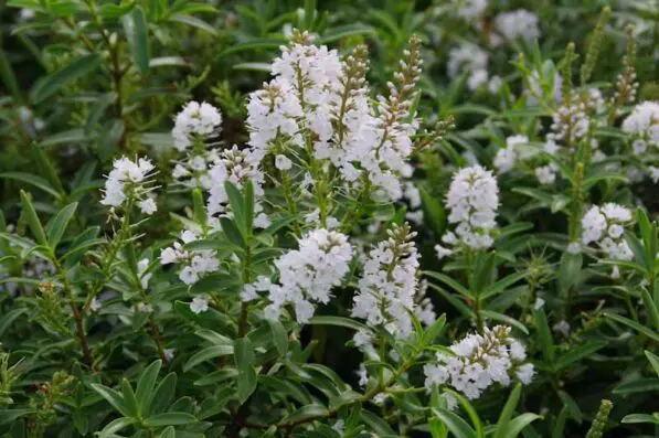 Hebe strictissima