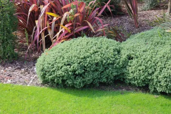 Hebe 'Sutherlandii'