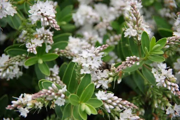 Hebe 'Wiri Mist'