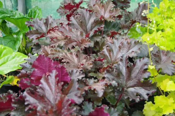 Heuchera 'Black Taffeta'