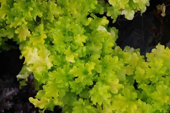 Heuchera 'Lime Marmalade'