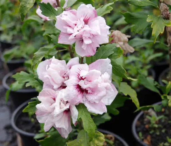 Hibiscus syriacus 'Blushing Bride'