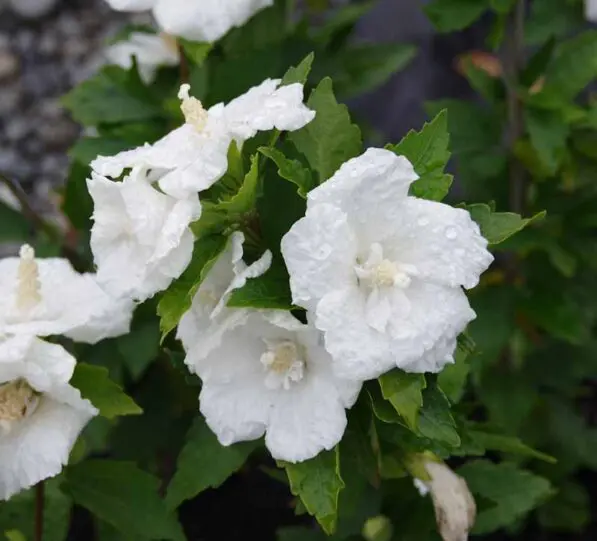 Hibiscus syriacus 'White Chiffon'