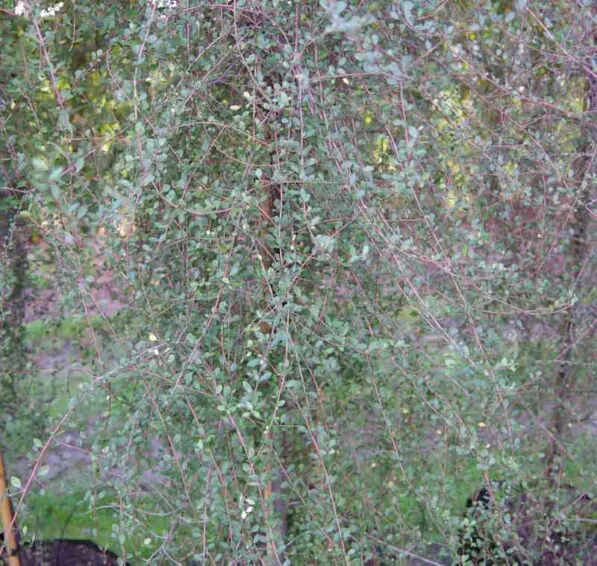 Hoheria angustifolia