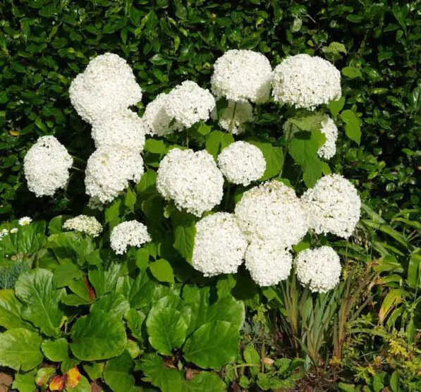 Hydrangea arborescens 'Annabelle'