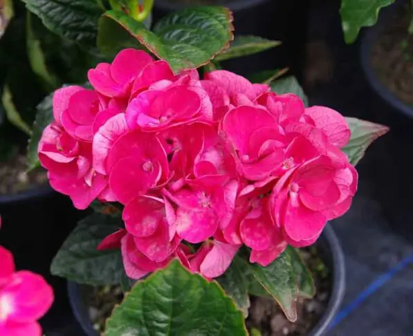 Hydrangea macrophylla 'Bodensee'
