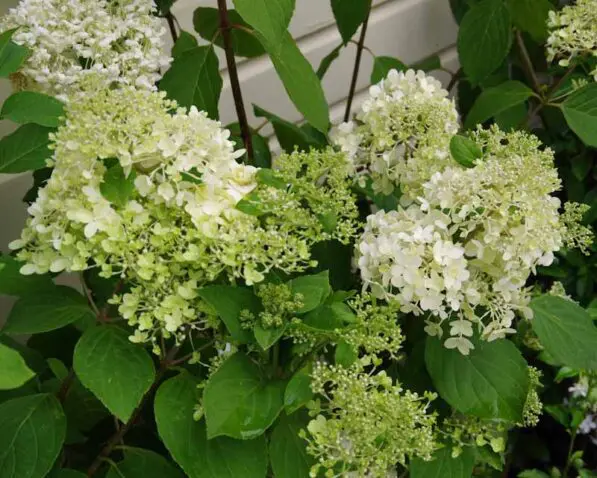 Hydrangea 'Limelight'