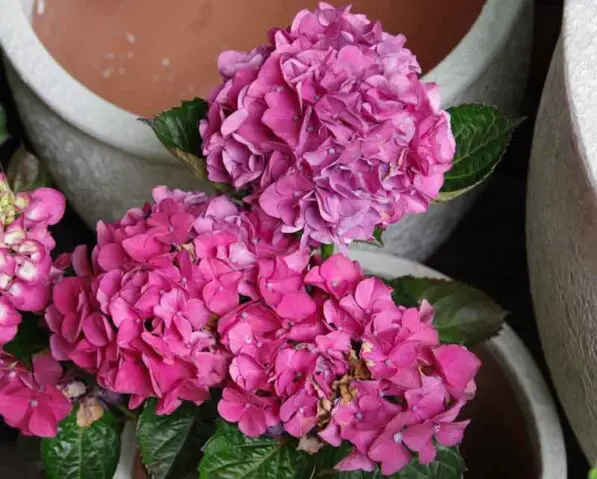 Hydrangea macrophyla 'Merveille Sanguine'