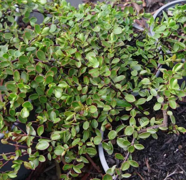 Hebe decumbens 'Prostrata